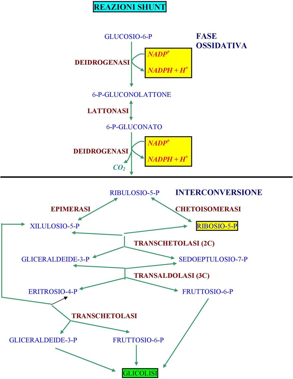 XILULOSIO-5-P CHETOISOMERASI RIBOSIO-5-P TRANSCHETOLASI (2C) GLICERALDEIDE-3-P SEDOEPTULOSIO-7-P