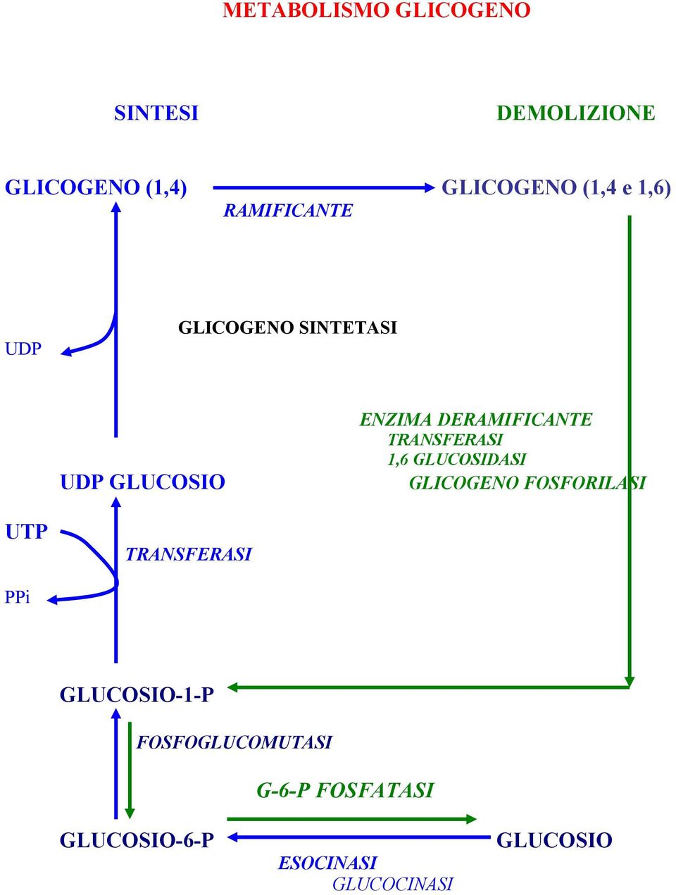 TRANSFERASI 1,6 GLUCOSIDASI GLICOGENO FOSFORILASI UTP TRANSFERASI PPi