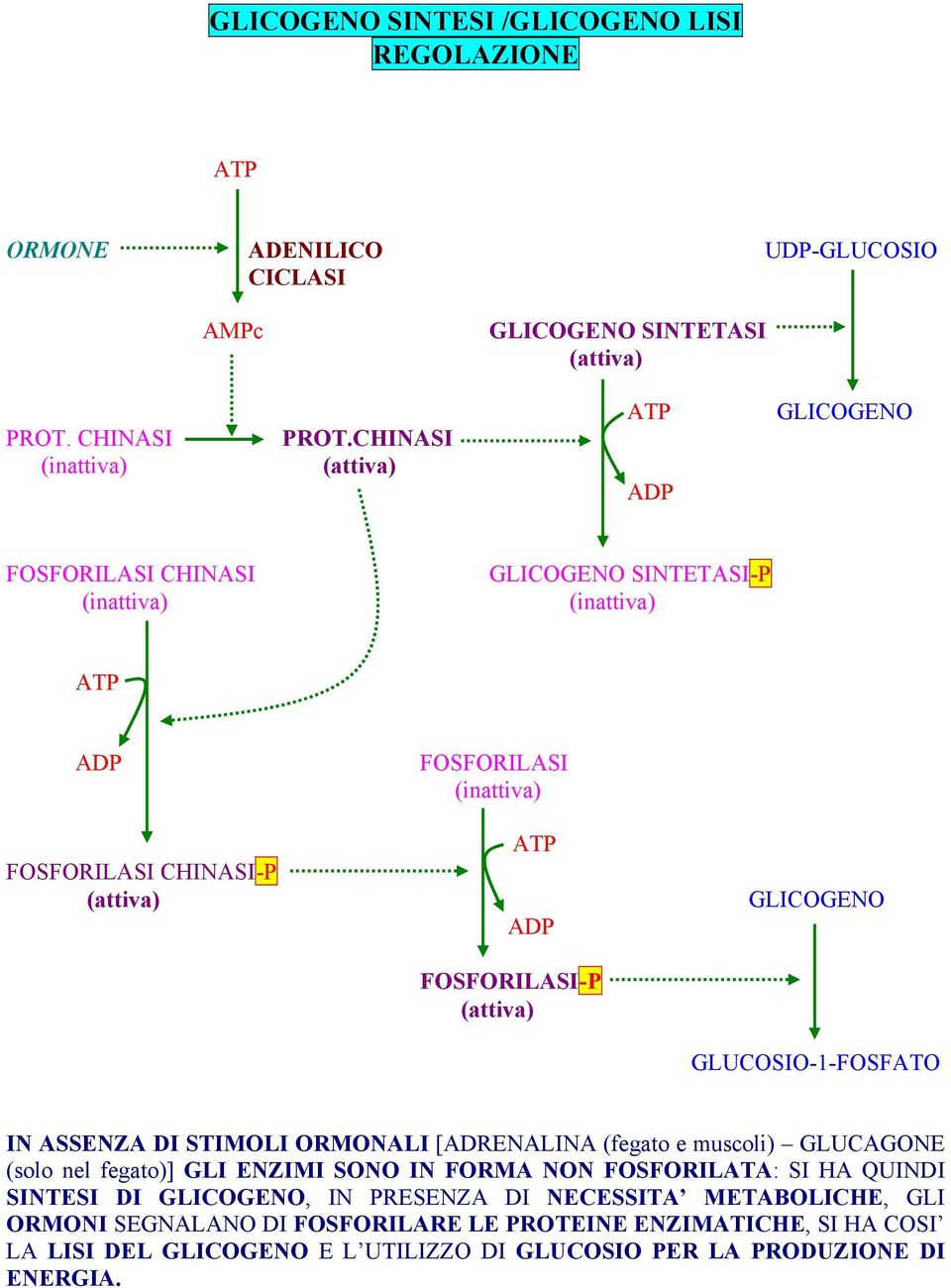 GLICOGENO GLUCOSIO-1-FOSFATO IN ASSENZA DI STIMOLI ORMONALI [ADRENALINA (fegato e muscoli) GLUCAGONE (solo nel fegato)] GLI ENZIMI SONO IN FORMA NON FOSFORILATA: SI HA QUINDI