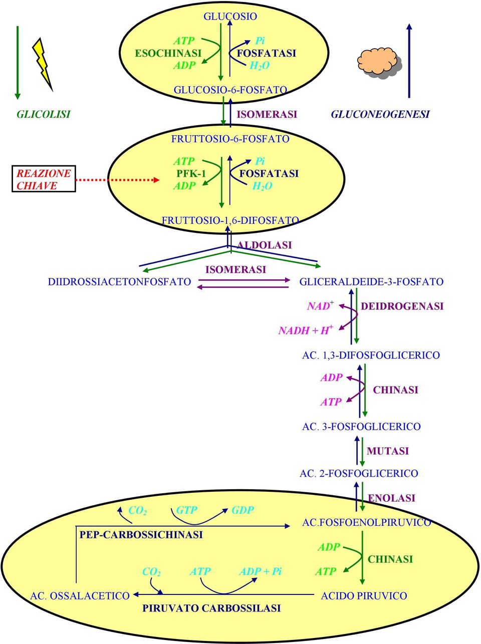 GLICERALDEIDE-3-FOSFATO NAD + DEIDROGENASI NADH + H + AC. 1,3-DIFOSFOGLICERICO CHINASI CO 2 GTP GDP PEP-CARBOSSICHINASI AC.