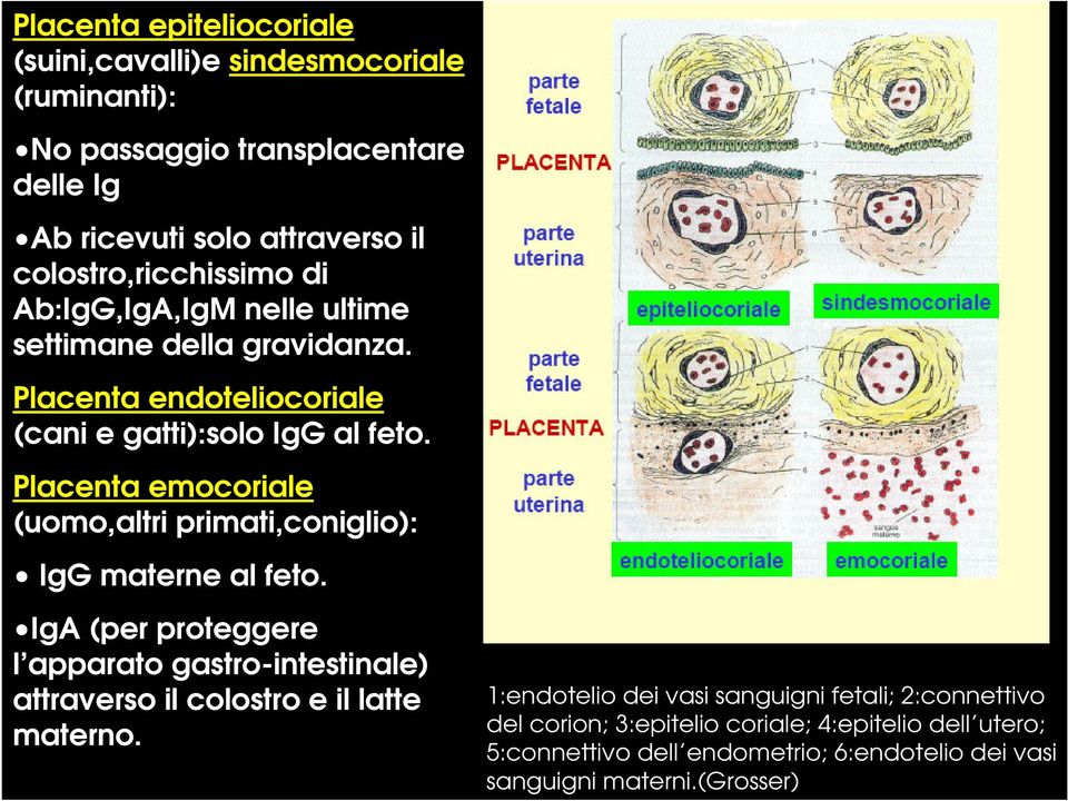 Placenta emocoriale (uomo,altri primati,coniglio): IgG materne al feto.