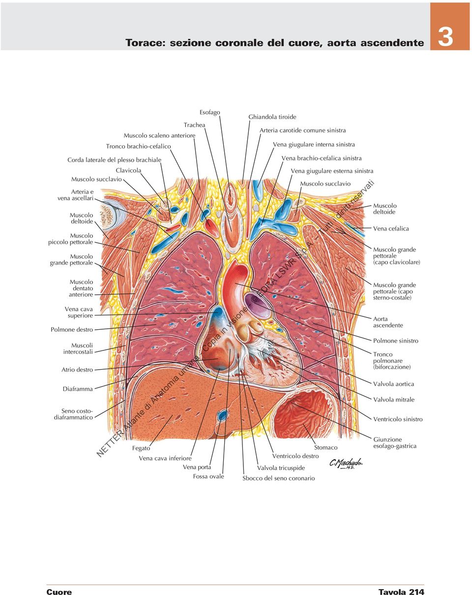 porta Fossa ovale Ghiandola tiroide Arteria carotide comune sinistra Vena giugulare interna sinistra Vena brachio-cefalica sinistra Vena giugulare esterna sinistra succlavio Stomaco Ventricolo destro