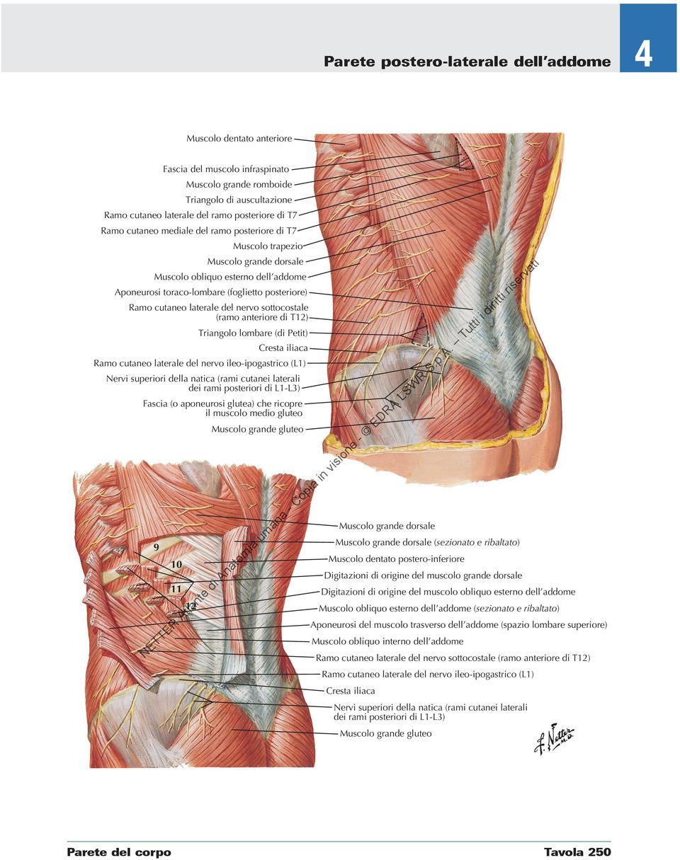 Triangolo lombare (di Petit) Cresta iliaca Ramo cutaneo laterale del nervo ileo-ipogastrico (L1) Nervi superiori della natica (rami cutanei laterali dei rami posteriori di L1-L3) Fascia (o aponeurosi