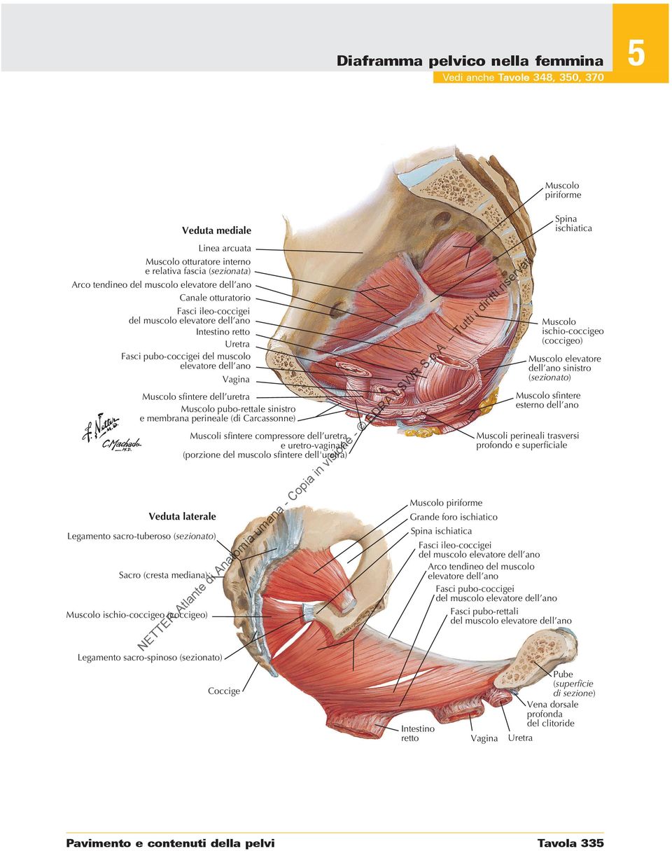 perineale (di Carcassonne) Muscoli sfintere compressore dell uretra e uretro-vaginale (porzione del muscolo sfintere dell'uretra) Veduta laterale Legamento sacro-tuberoso Sacro (cresta mediana)
