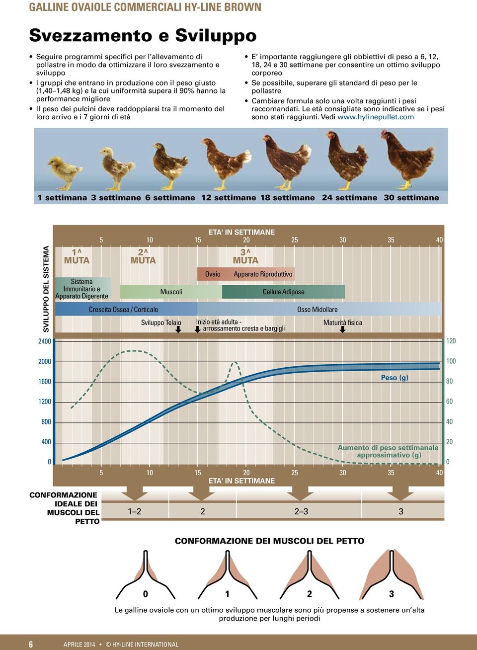 obbiettivi di peso a 6, 12, 18, 24 e 30 settimane per consentire un ottimo sviluppo corporeo Se possibile, superare gli standard di peso per le pollastre Cambiare formula solo una volta raggiunti i