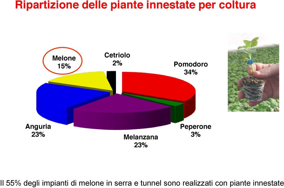 Melanzana 23% Peperone 3% Il 55% degli impianti di