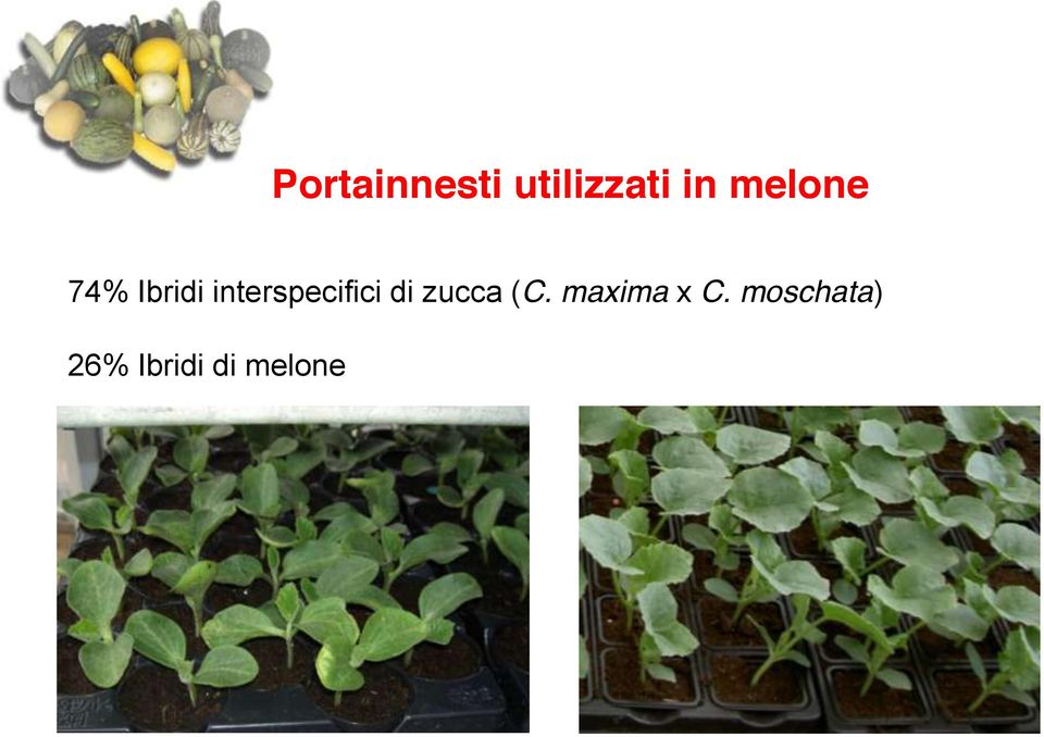 interspecifici di zucca (C.