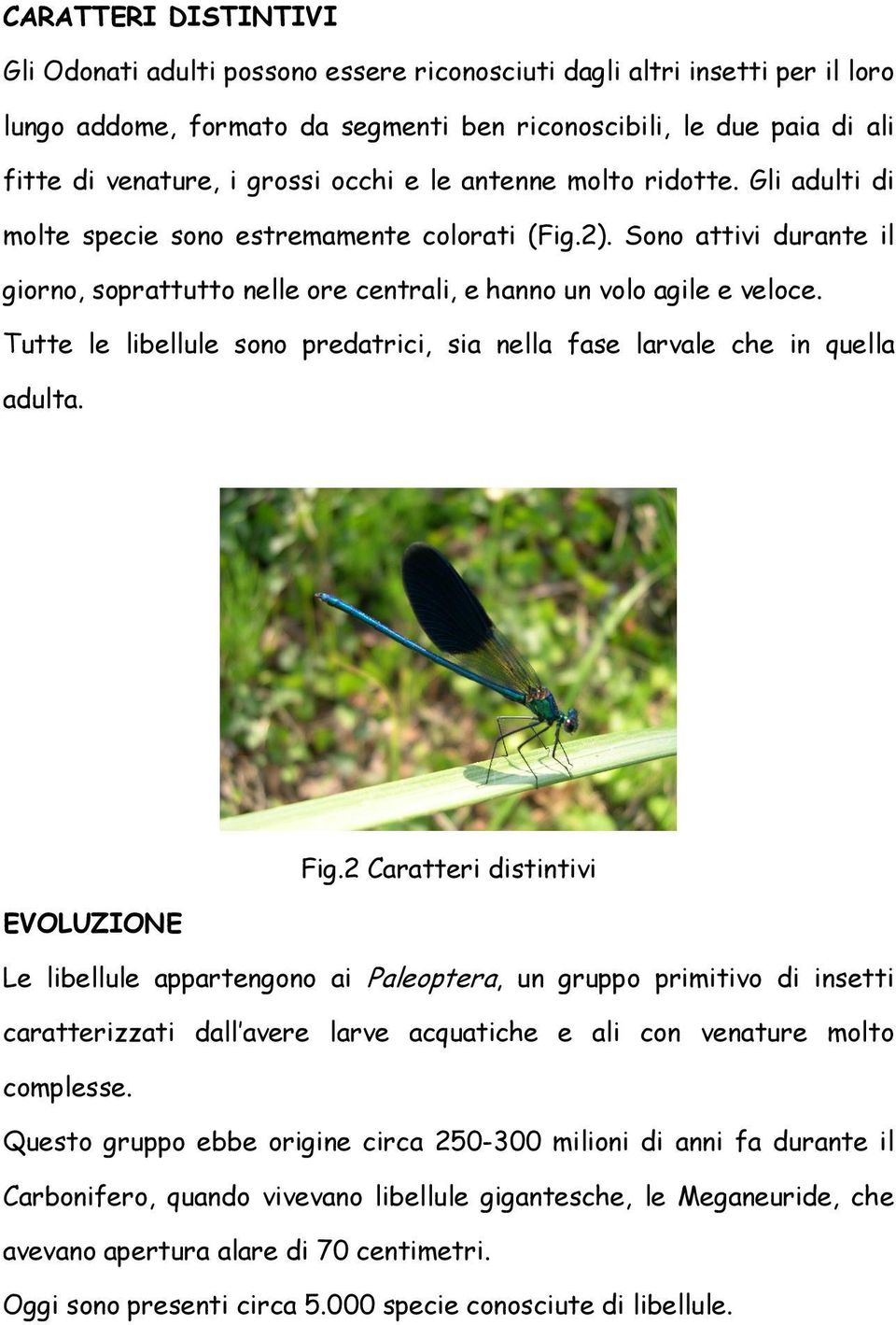 Tutte le libellule sono predatrici, sia nella fase larvale che in quella adulta. Fig.