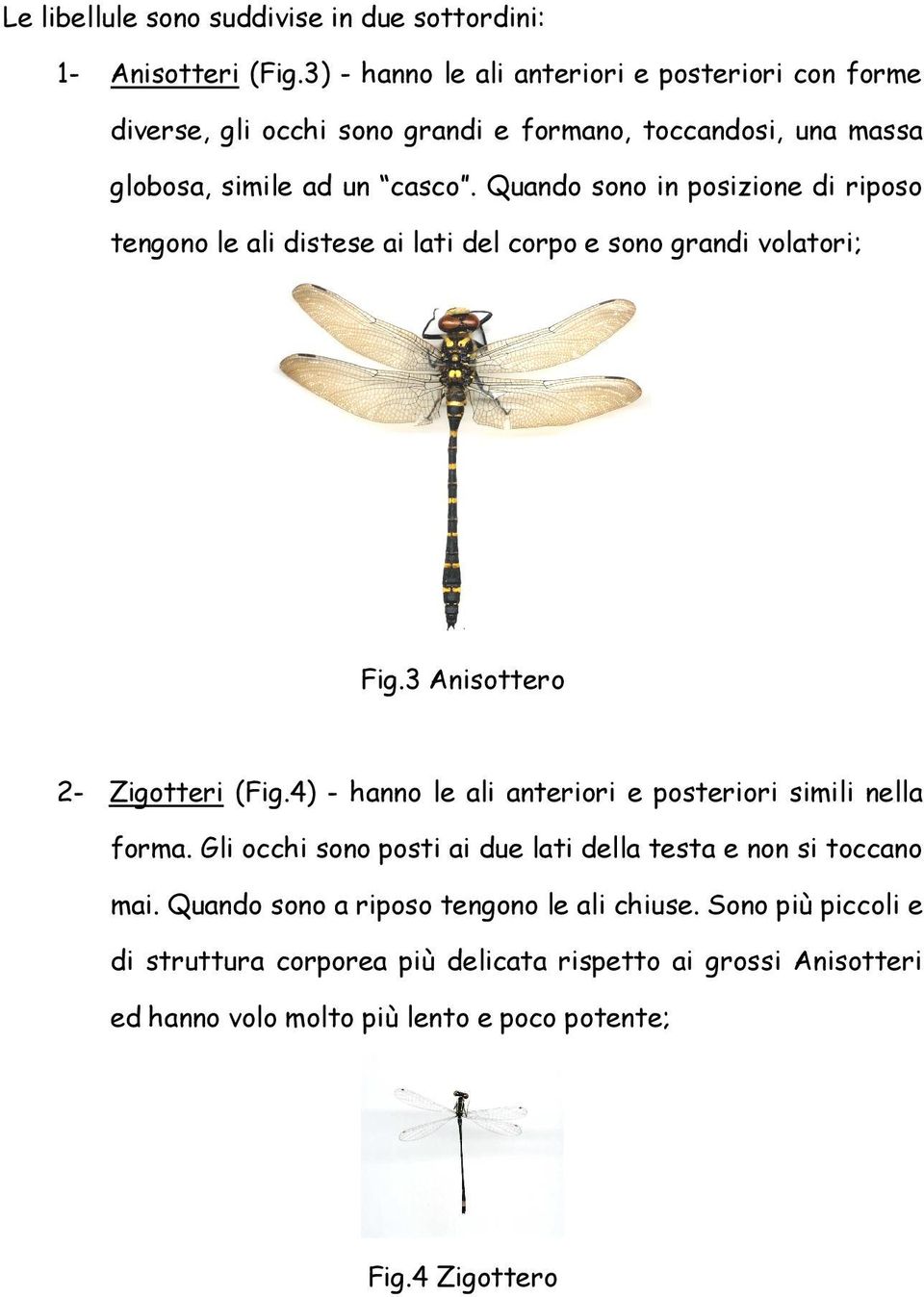 Quando sono in posizione di riposo tengono le ali distese ai lati del corpo e sono grandi volatori; Fig.3 Anisottero 2- Zigotteri (Fig.