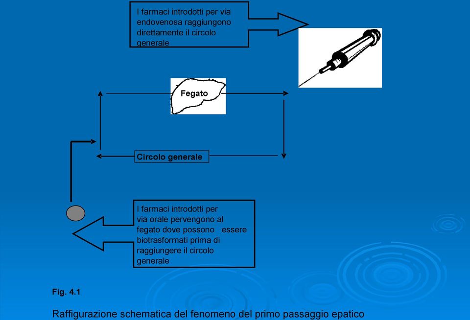 FEGATO Fegato Circolo generale I farmaci introdotti per via orale pervengono al