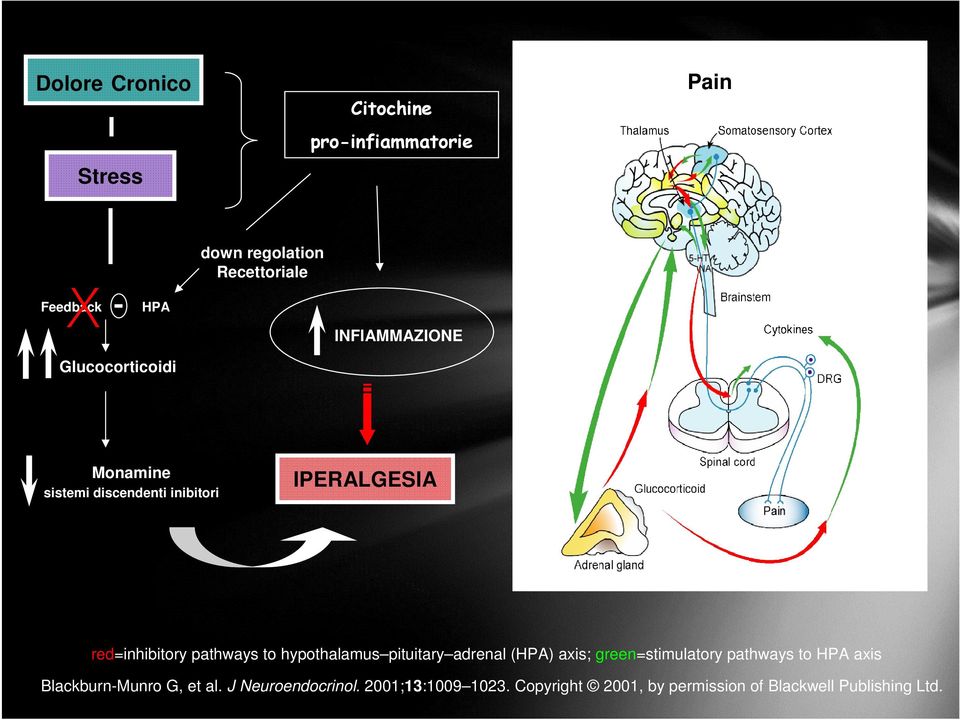 pathways to hypothalamus pituitary adrenal (HPA) axis; green=stimulatory pathways to HPA axis
