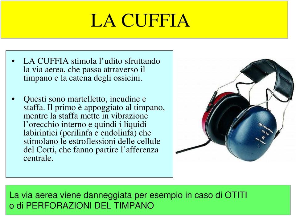 Il primo è appoggiato al timpano, mentre la staffa mette in vibrazione l orecchio interno e quindi i liquidi labirintici