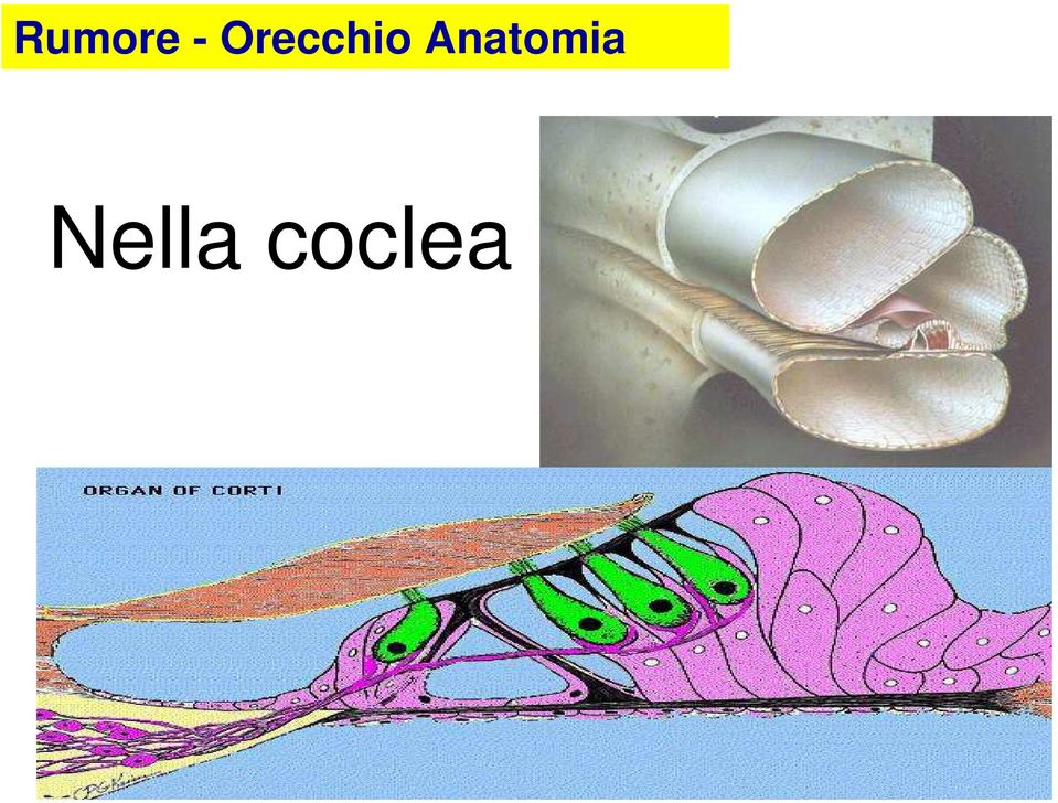 Anatomia