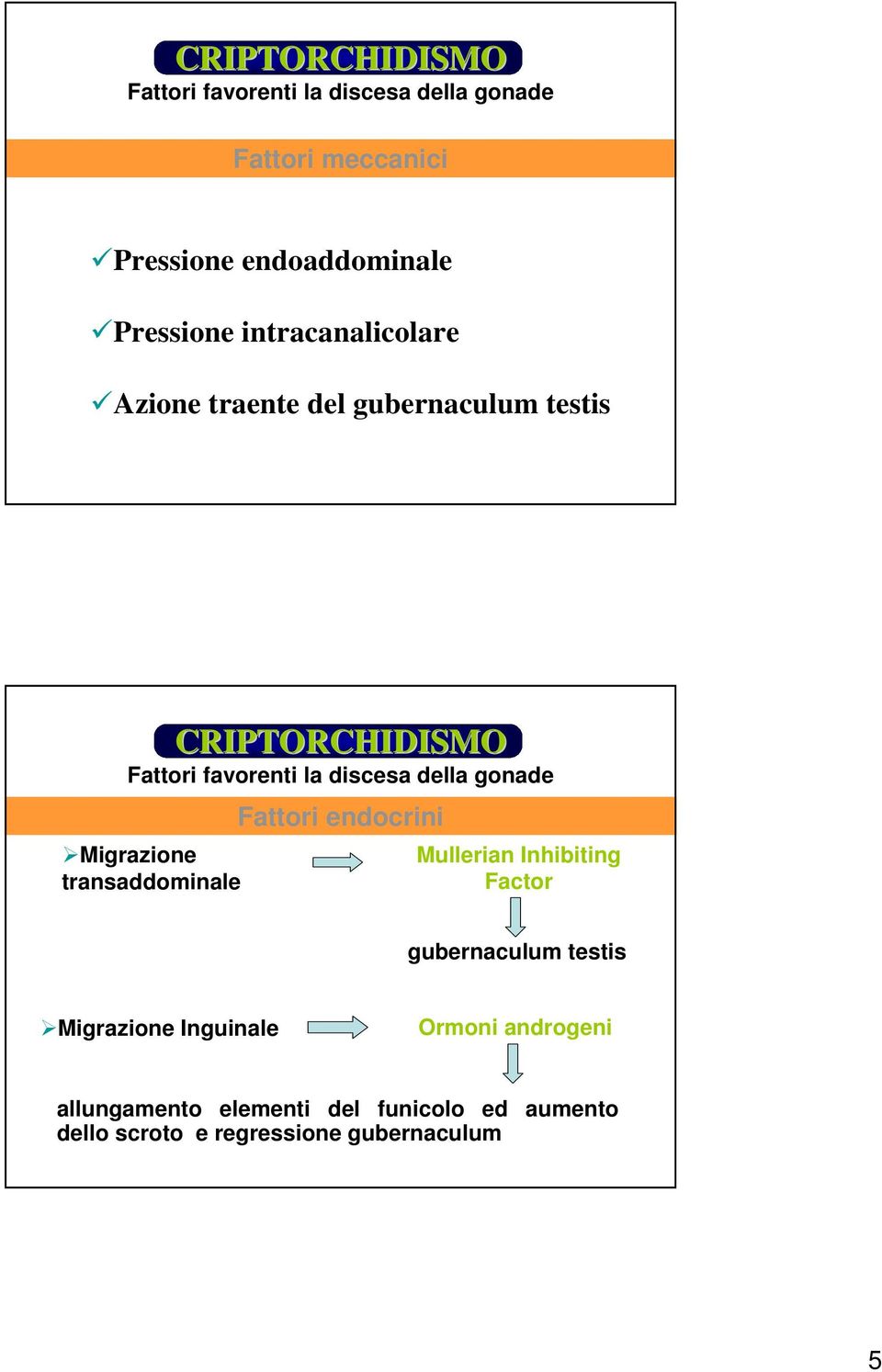 Migrazione transaddominale Fattori endocrini Mullerian Inhibiting Factor gubernaculum testis