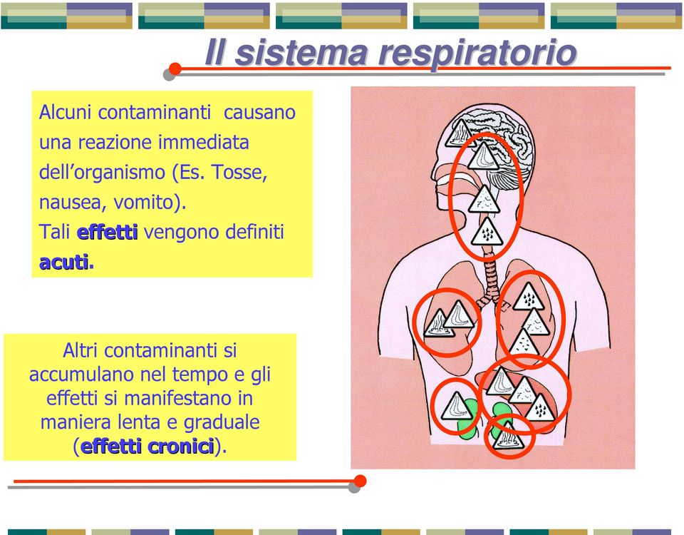 Il sistema respiratorio Altri contaminanti si accumulano nel tempo e