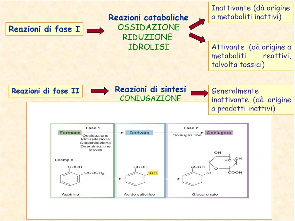 metaboliti reattivi, talvolta tossici) Reazioni di fase II Reazioni di