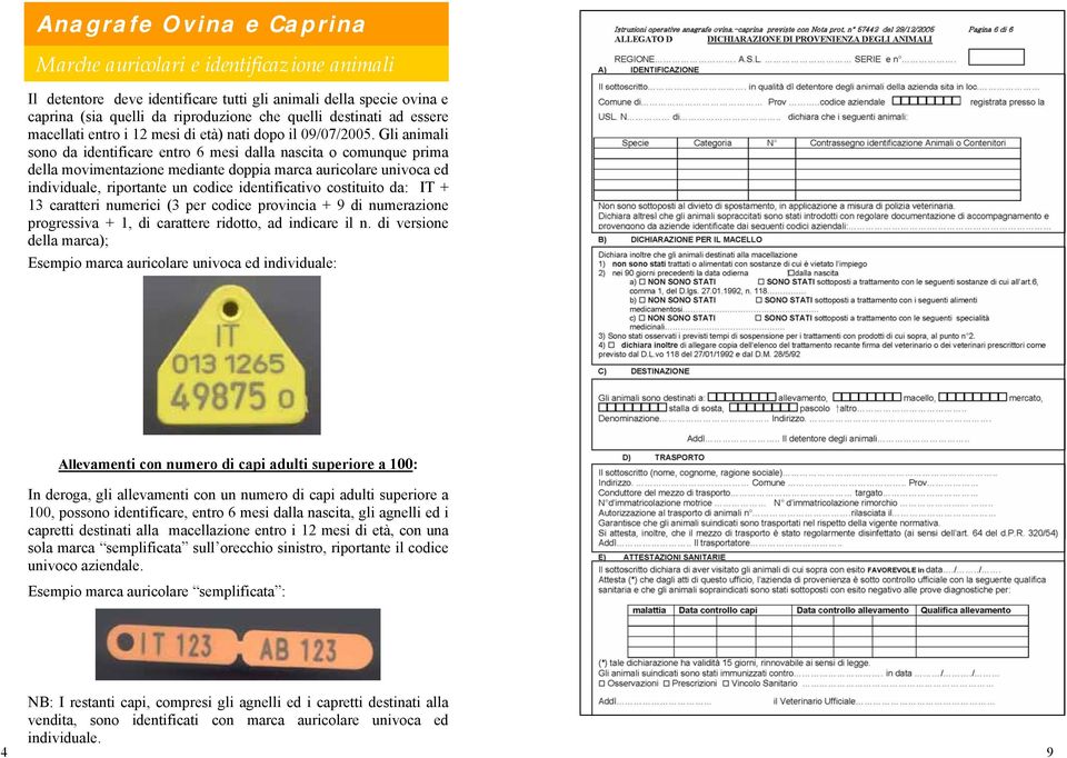 Gli animali sono da identificare entro 6 mesi dalla nascita o comunque prima della movimentazione mediante doppia marca auricolare univoca ed individuale, riportante un codice identificativo