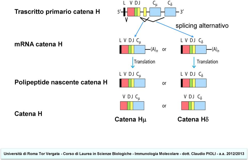 catena H Polipeptide nascente