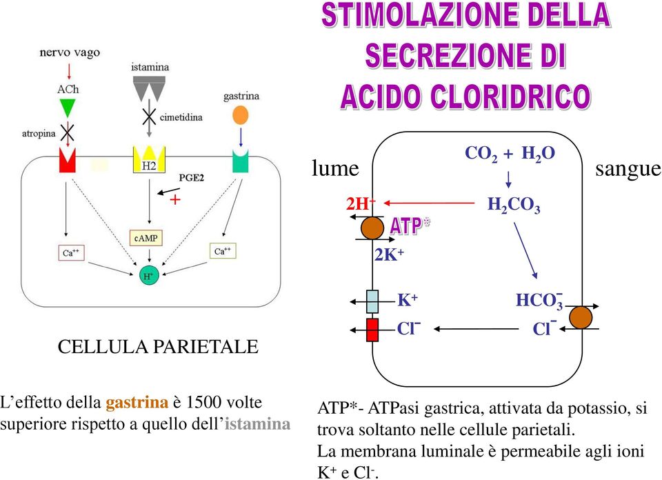 dell istamina ATP*- ATPasi gastrica, attivata da potassio, si trova soltanto