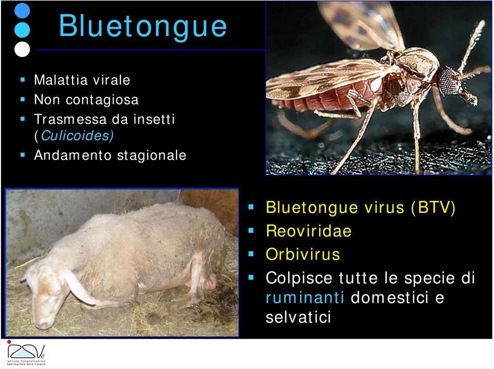 stagionale Bluetongue virus (BTV) Reoviridae