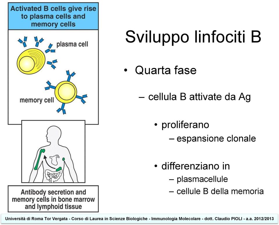 proliferano espansione clonale