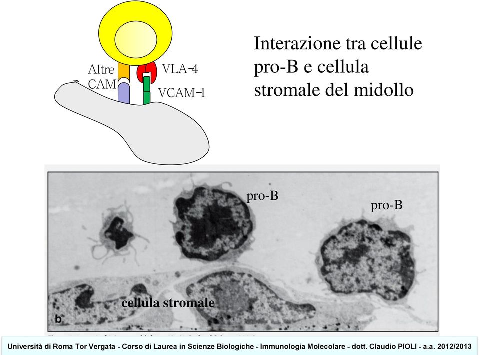 pro-b e cellula stromale