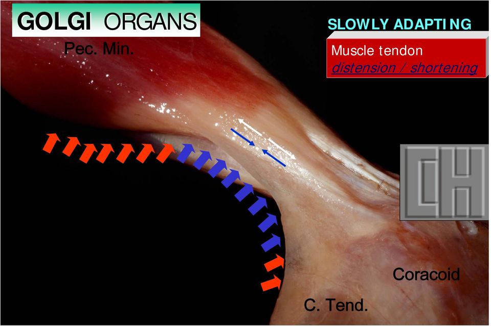 Muscle tendon distension / shortening