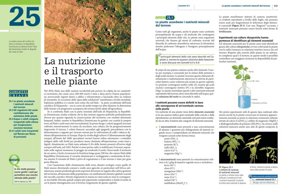 del suolo di aiti. CONCETTI CIAVE 25.1 Le piante assorbono i nutrienti minerali dal terreno 25.2 Gli organismi del suolo contribuiscono alla nutrizione delle piante 25.