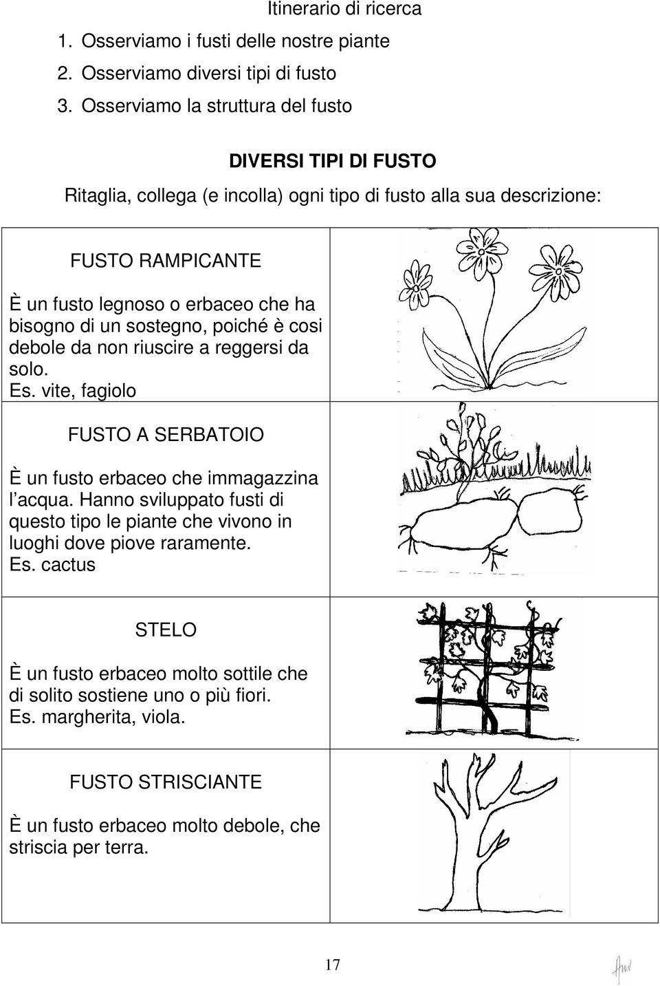 bisogno di un sostegno, poiché è cosi debole da non riuscire a reggersi da solo. Es. vite, fagiolo FUSTO A SERBATOIO È un fusto erbaceo che immagazzina l acqua.