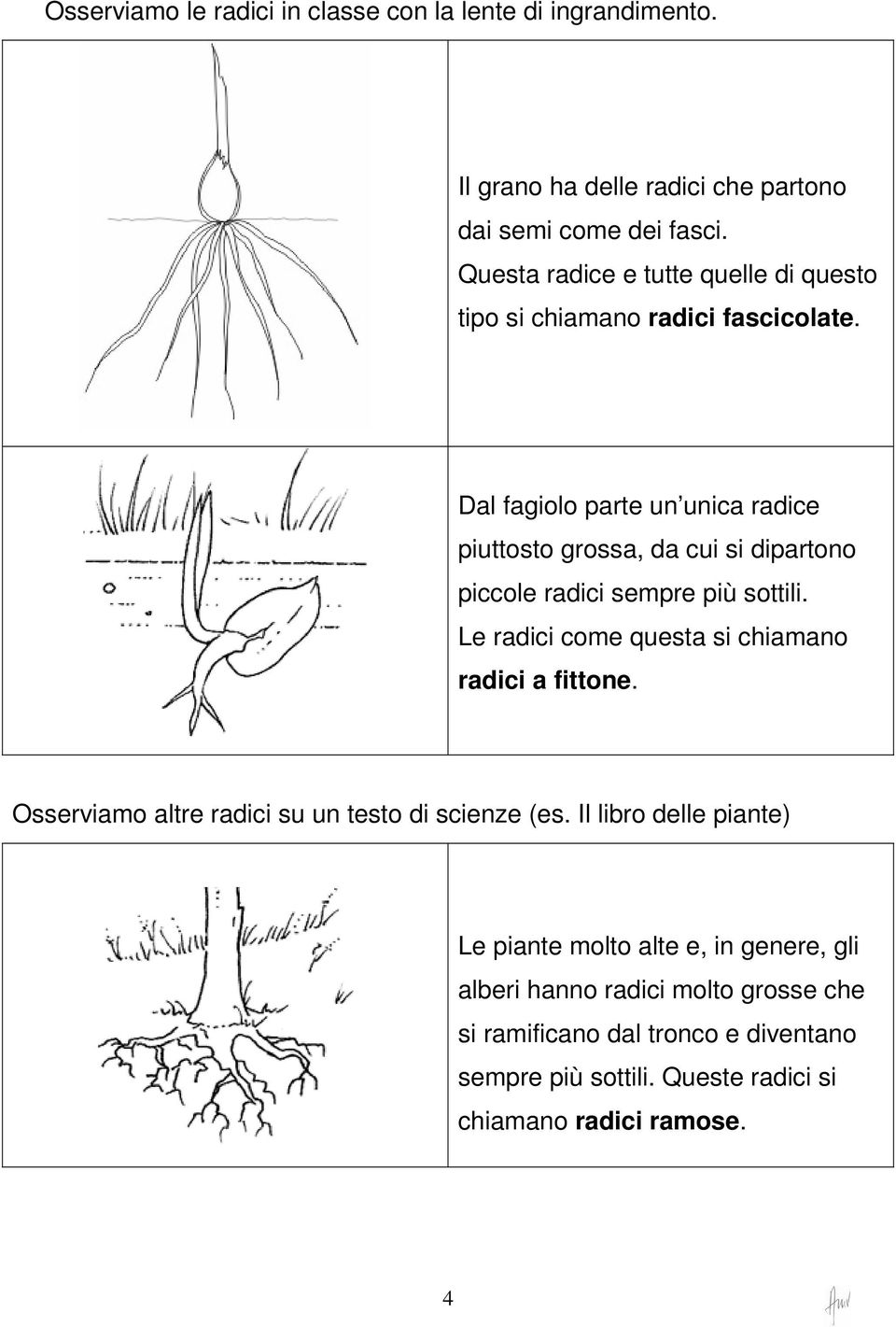 Dal fagiolo parte un unica radice piuttosto grossa, da cui si dipartono piccole radici sempre più sottili.