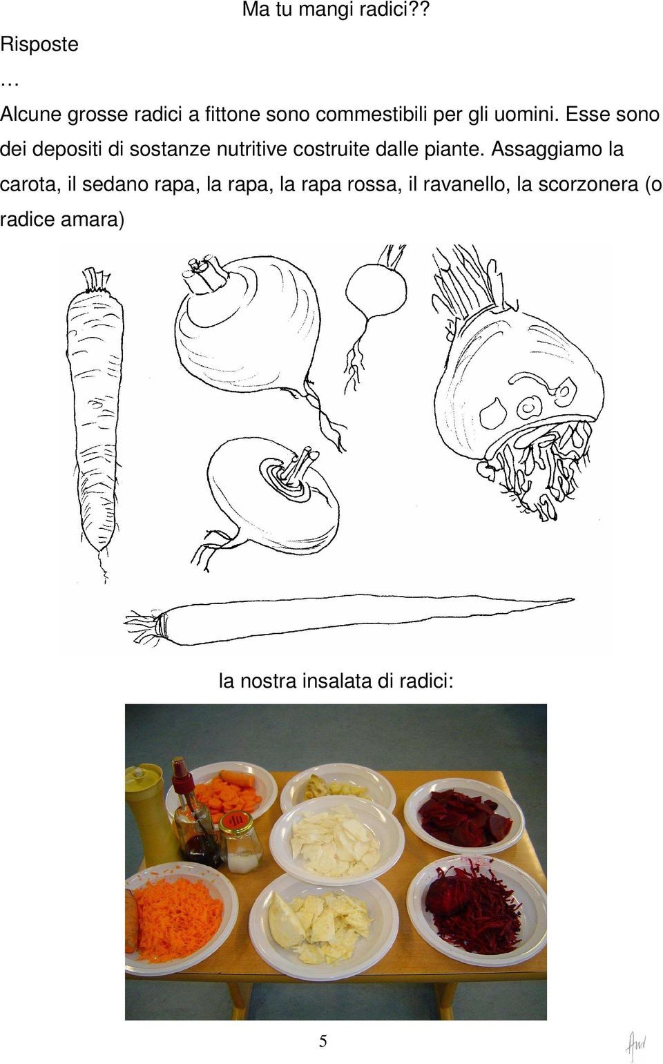 Esse sono dei depositi di sostanze nutritive costruite dalle piante.