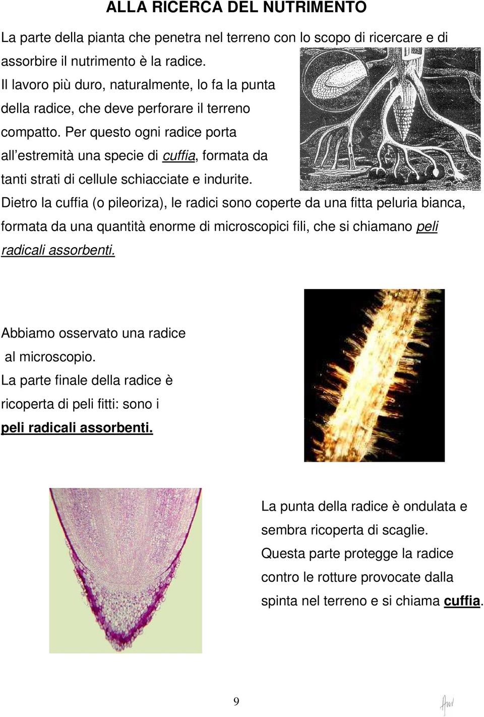 Per questo ogni radice porta all estremità una specie di cuffia, formata da tanti strati di cellule schiacciate e indurite.