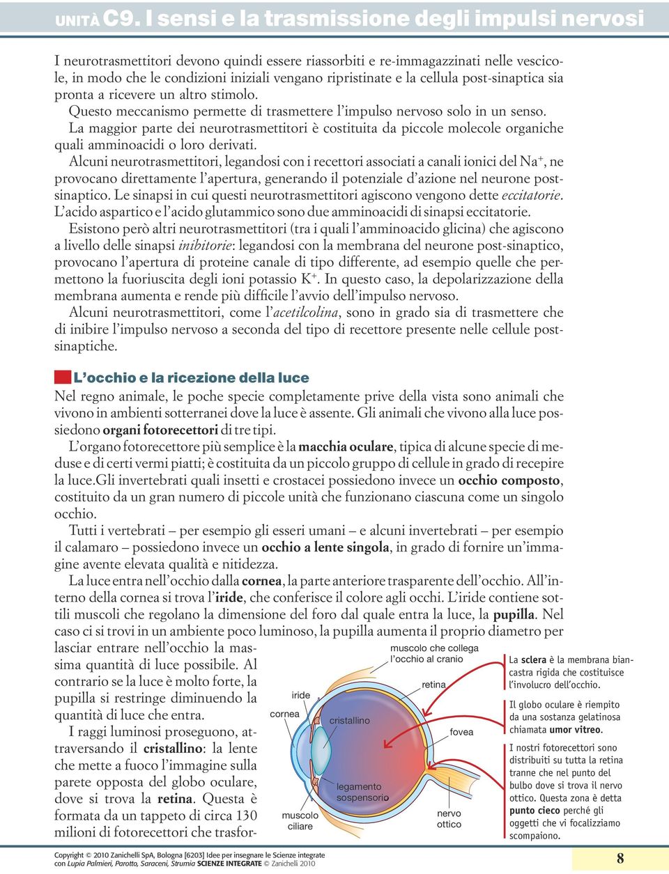 La maggior parte dei neurotrasmettitori è costituita da piccole molecole organiche quali amminoacidi o loro derivati.