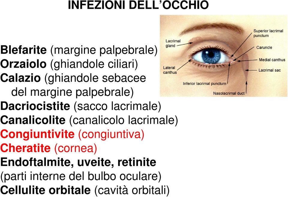 Canalicolite (canalicolo lacrimale) Congiuntivite (congiuntiva) Cheratite (cornea)