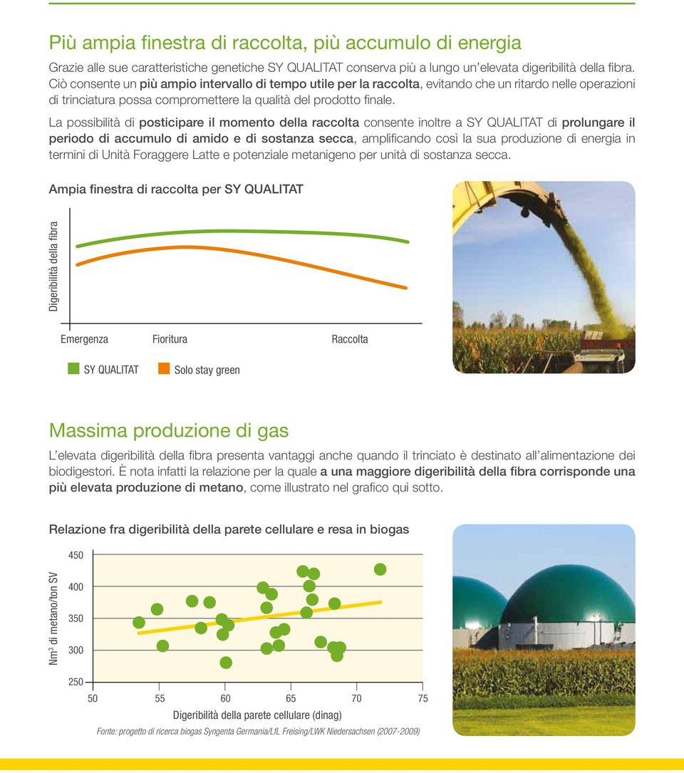 La possibilità di posticipare il momento della raccolta consente inoltre a SY QUALITAT di prolungare il periodo di accumulo di amido e di sostanza secca, amplificando così la sua produzione di