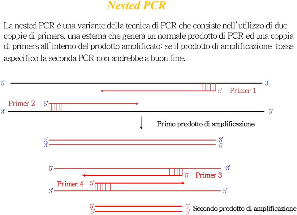 il prodotto di amplificazione fosse aspecifico la seconda PCR non andrebbe a buon fine.