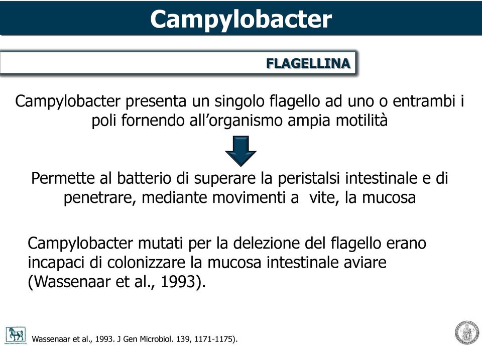 movimenti a vite, la mucosa Campylobacter mutati per la delezione del flagello erano incapaci di colonizzare