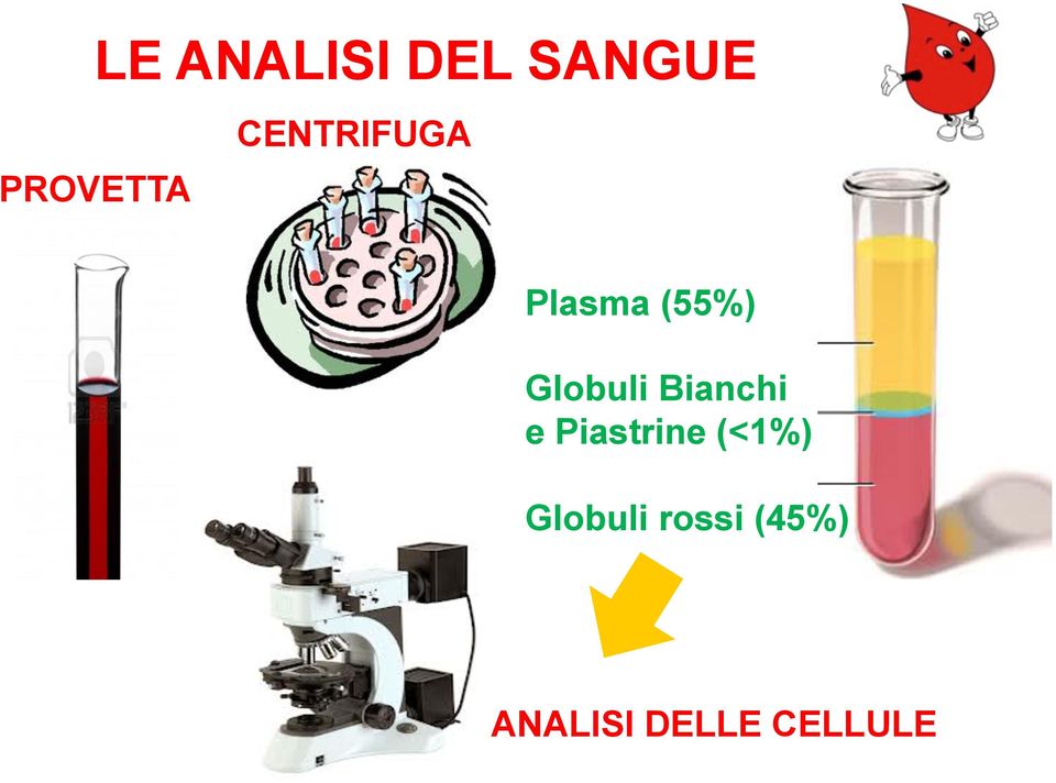 Bianchi e Piastrine (<1%)