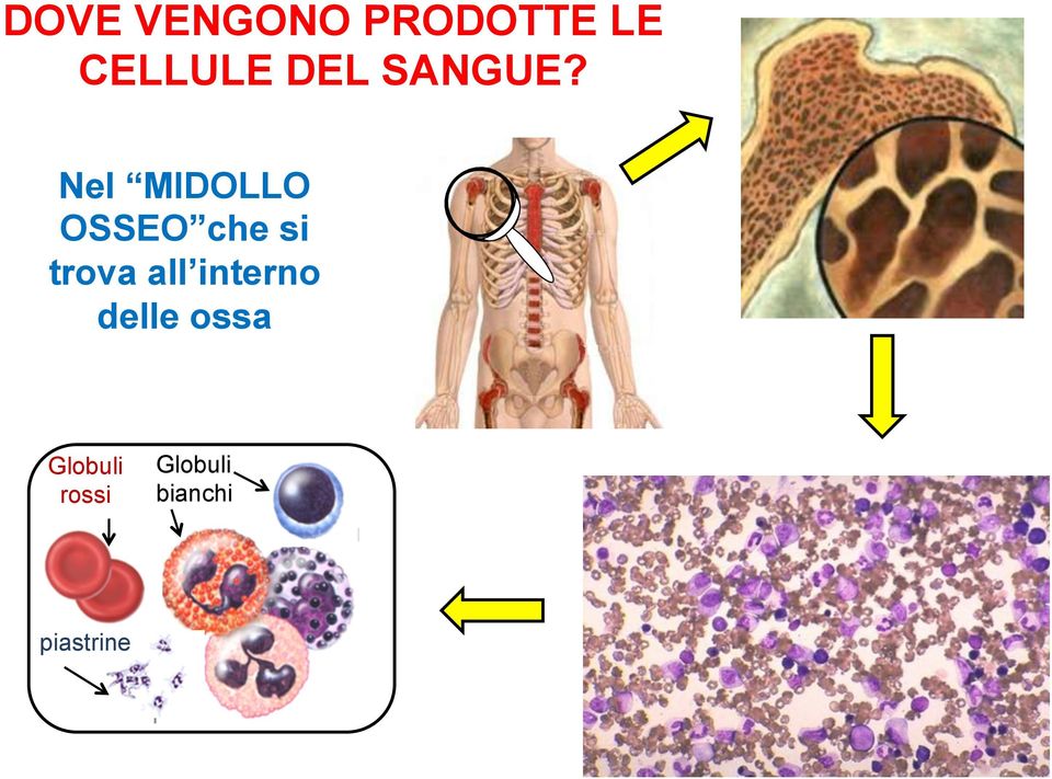 Nel MIDOLLO OSSEO che si trova all