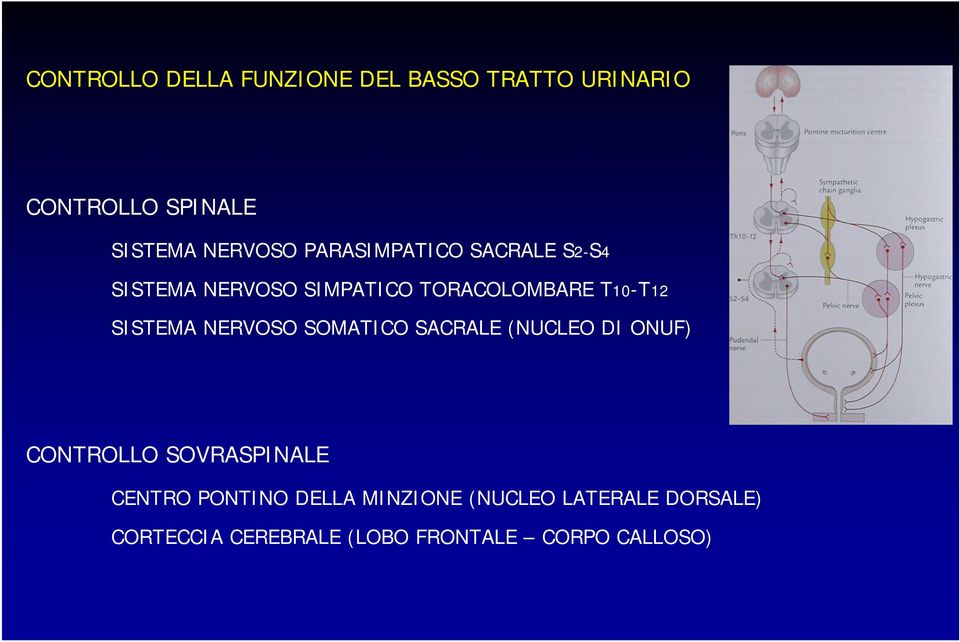 NERVOSO SOMATICO SACRALE (NUCLEO DI ONUF) CONTROLLO SOVRASPINALE CENTRO PONTINO