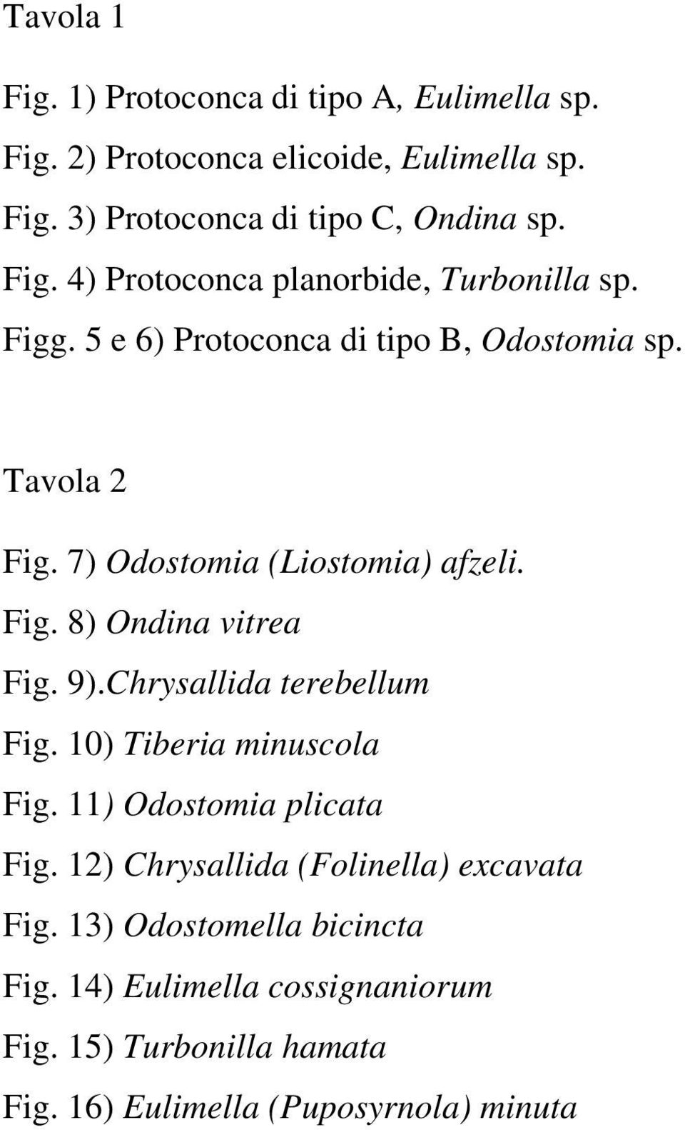 7) Odostomia (Liostomia) afzeli. Fig. 8) Ondina vitrea Fig. 9).Chrysallida terebellum Fig. 10) Tiberia minuscola Fig.