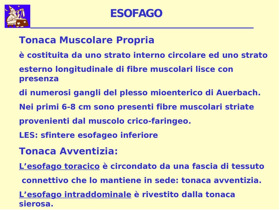 Nei primi 6-8 cm sono presenti fibre muscolari striate provenienti dal muscolo crico-faringeo.
