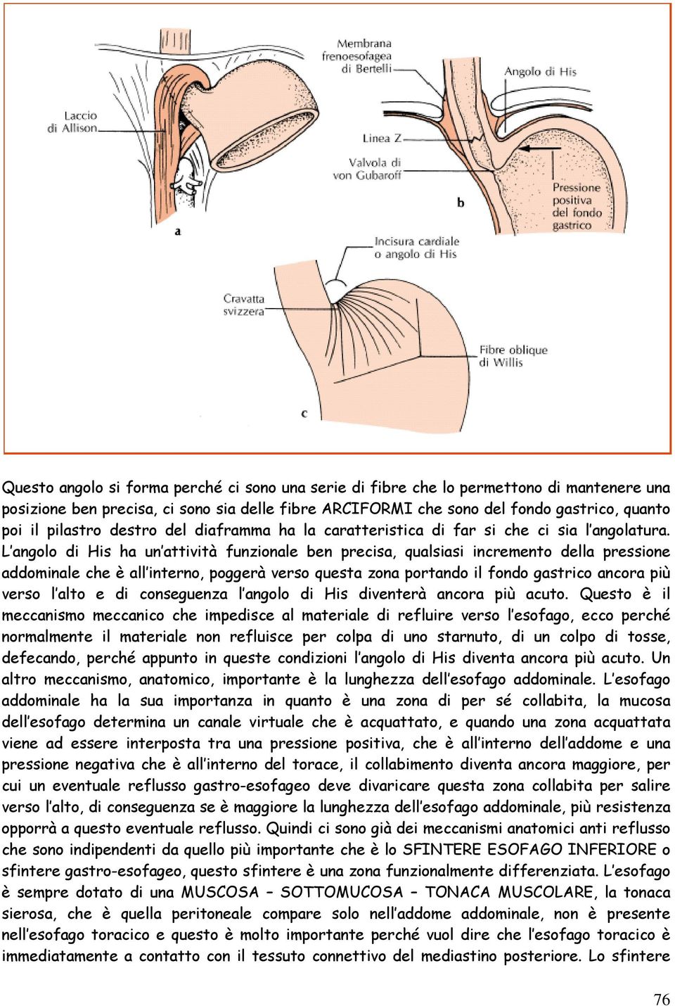 L angolo di His ha un attività funzionale ben precisa, qualsiasi incremento della pressione addominale che è all interno, poggerà verso questa zona portando il fondo gastrico ancora più verso l alto