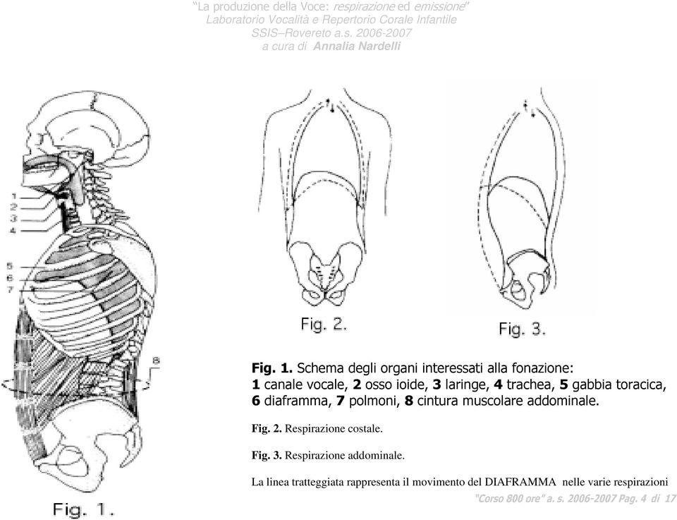 5 gabbia toracica, 6 diaframma, 7 polmoni, 8 cintura muscolare addominale. Fig. 2.