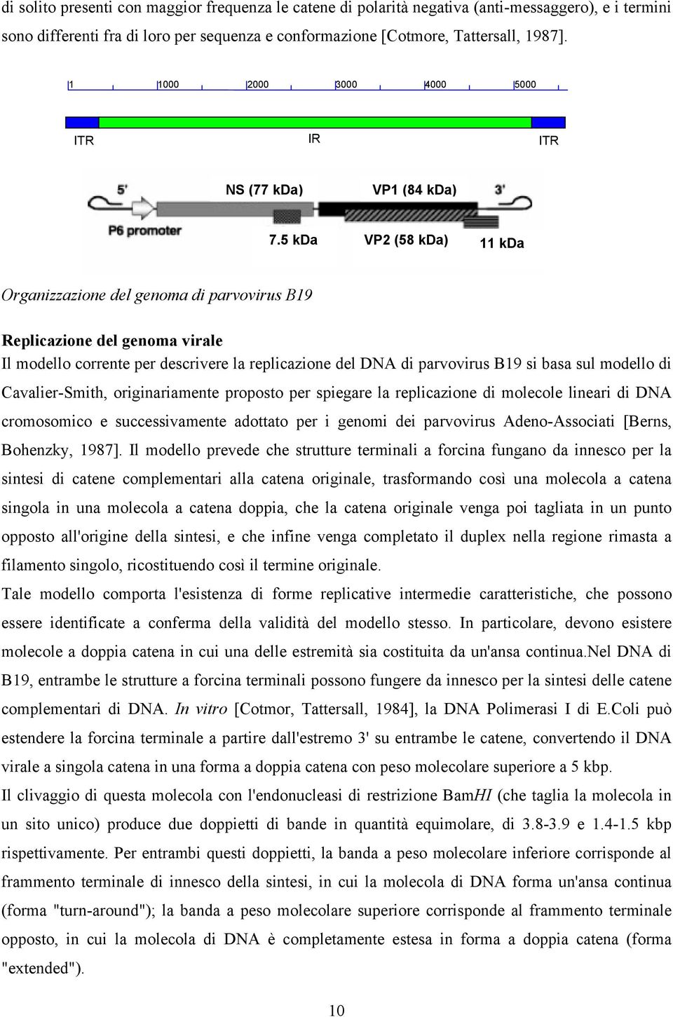 5 kda VP2 (58 kda) 11 kda Organizzazione del genoma di parvovirus B19 Replicazione del genoma virale Il modello corrente per descrivere la replicazione del DNA di parvovirus B19 si basa sul modello