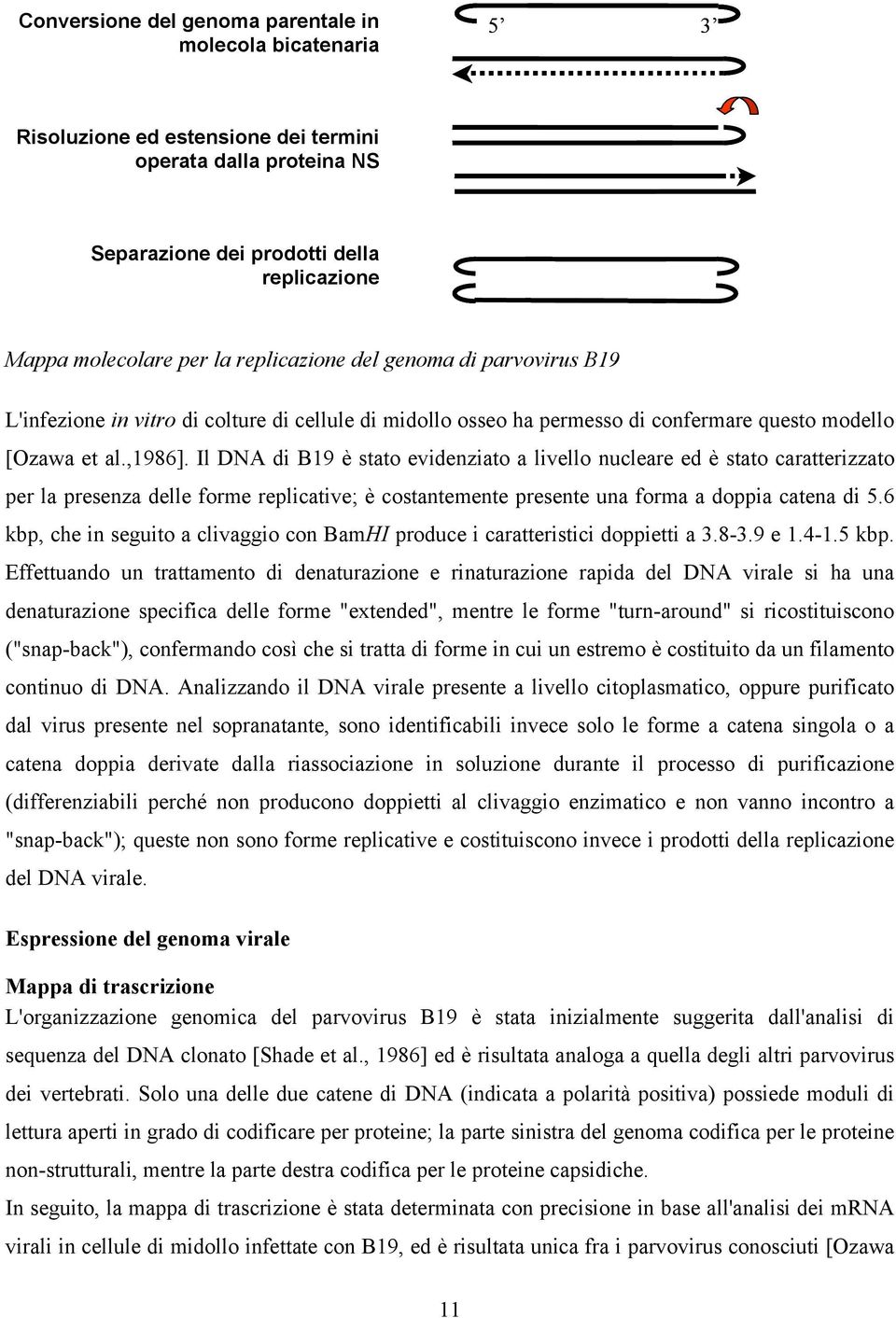 Il DNA di B19 è stato evidenziato a livello nucleare ed è stato caratterizzato per la presenza delle forme replicative; è costantemente presente una forma a doppia catena di 5.