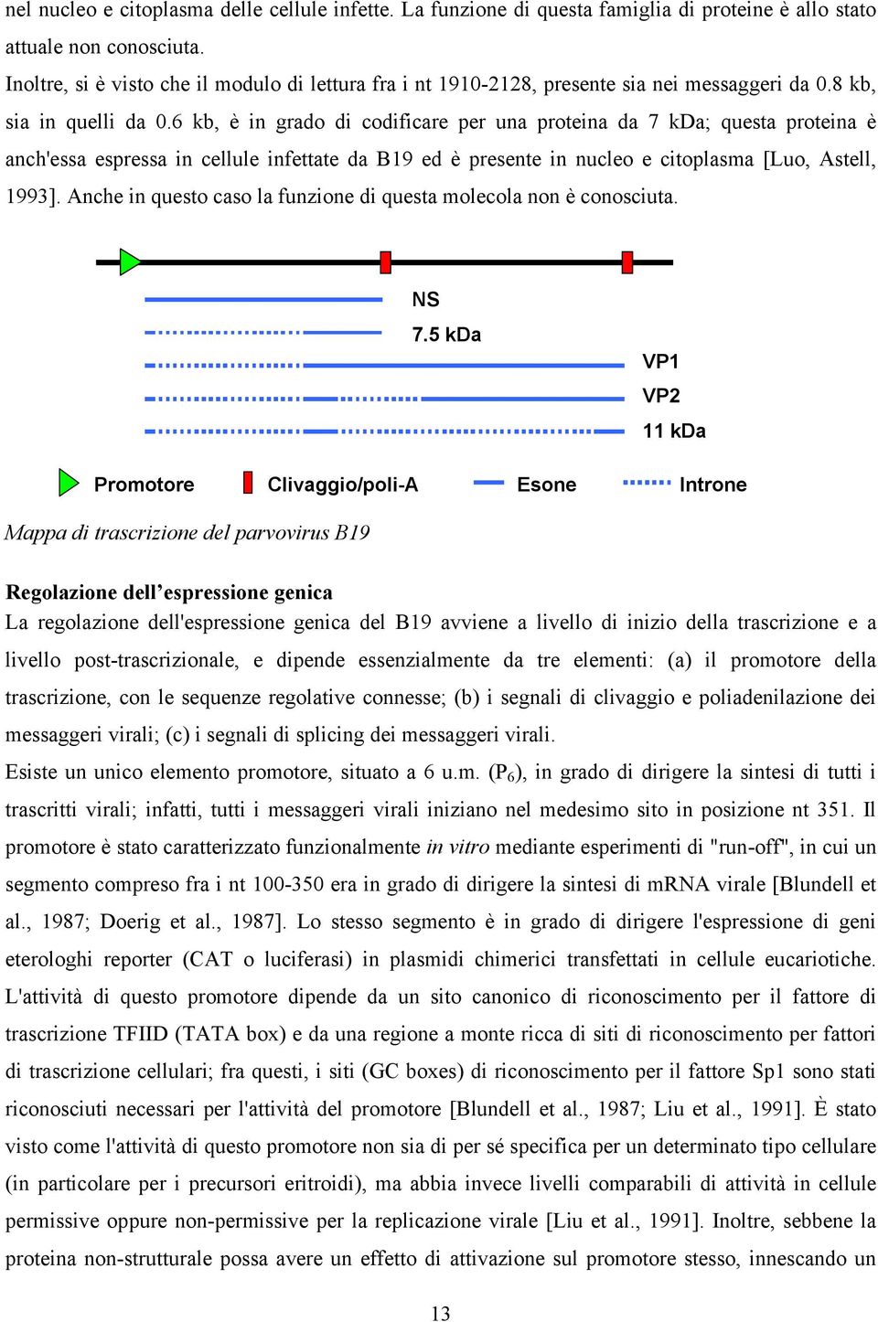 6 kb, è in grado di codificare per una proteina da 7 kda; questa proteina è anch'essa espressa in cellule infettate da B19 ed è presente in nucleo e citoplasma [Luo, Astell, 1993].