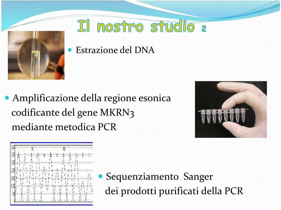 MKRN3 mediante metodica PCR
