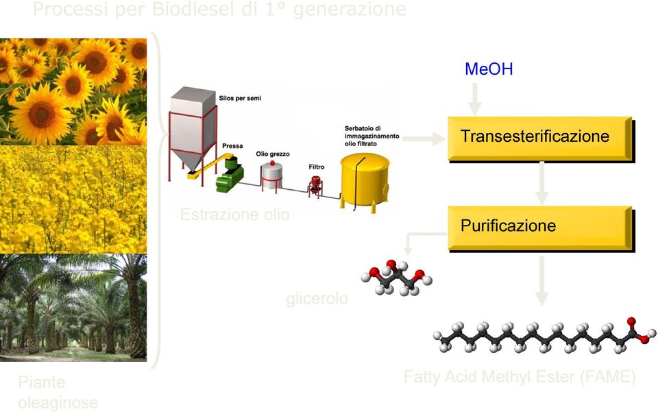 Estrazione olio Purificazione