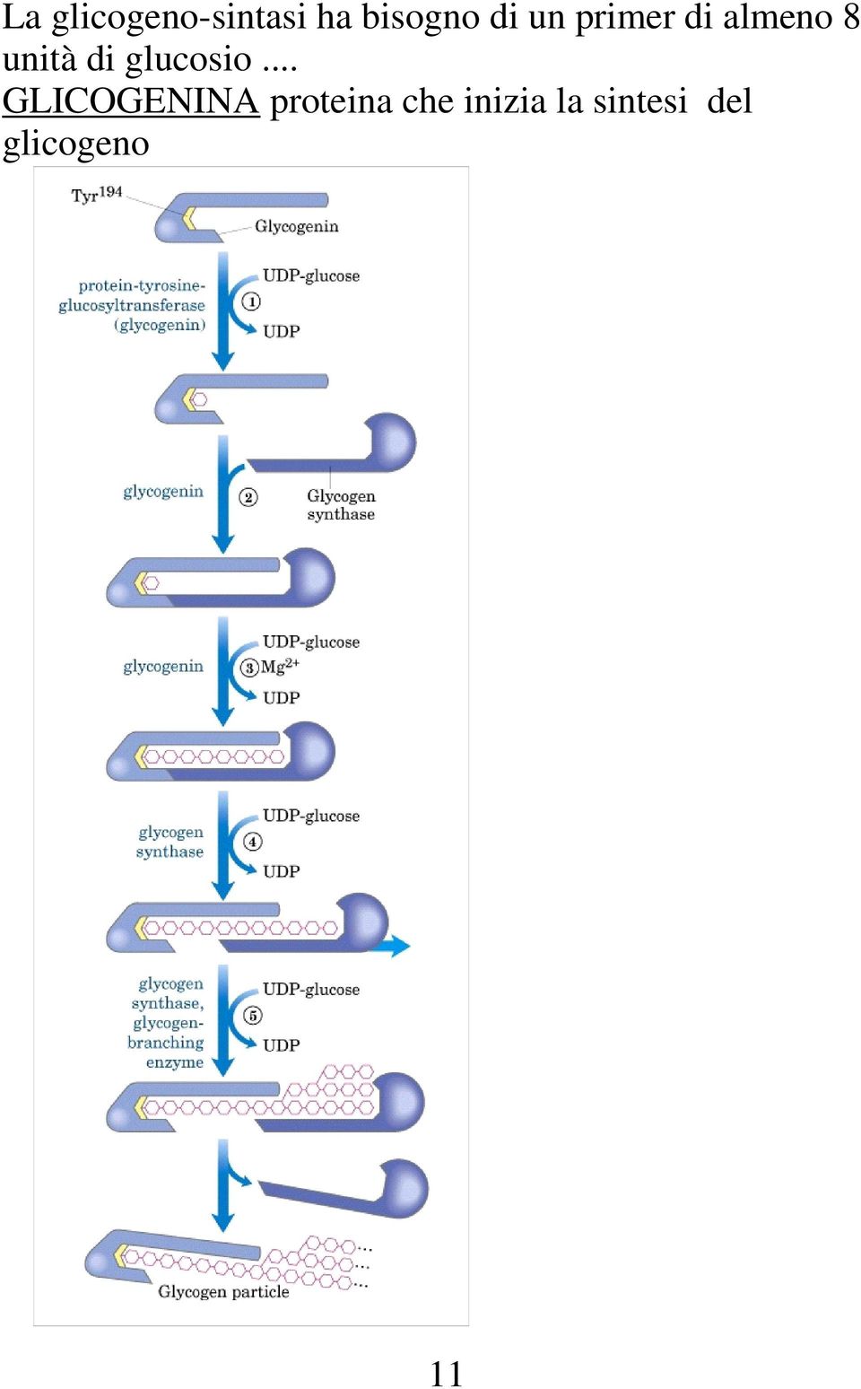 glucosio.